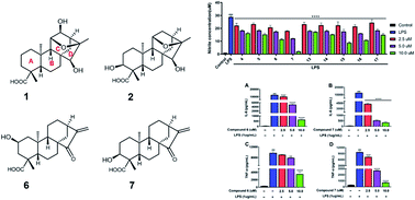 Graphical abstract: New ent-kaurane diterpenoid acids from Nouelia insignis Franch and their anti-inflammatory activity