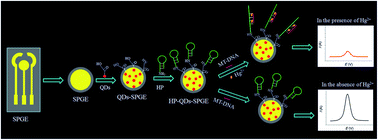 Graphical abstract: Rapid electrochemical quantification of trace Hg2+ using a hairpin DNA probe and quantum dot modified screen-printed gold electrodes