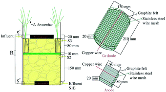 Graphical abstract: Removal of Cr(vi) and p-chlorophenol and generation of electricity using constructed wetland-microbial fuel cells based on Leersia hexandra Swartz: p-chlorophenol concentration and hydraulic retention time effects