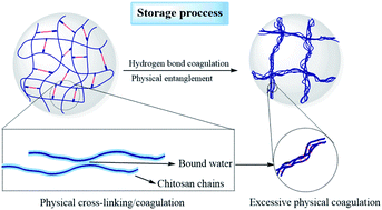 Graphical abstract: Study of the microstructure of chitosan aerogel beads prepared by supercritical CO2 drying and the effect of long-term storage