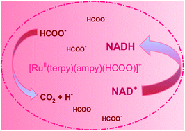 Graphical abstract: Electronic effects on the mechanism of the NAD+ coenzyme reduction catalysed by a non-organometallic ruthenium(ii) polypyridyl amine complex in the presence of formate