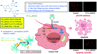Graphical abstract: Structure-based design and synthesis of a novel long-chain 4′′-alkyl ether derivative of EGCG as potent EGFR inhibitor: in vitro and in silico studies