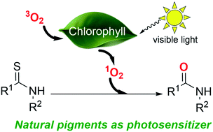 Graphical abstract: Visible-light-promoted and chlorophyll-catalyzed aerobic desulfurization of thioamides to amides