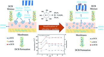 Graphical abstract: Preparation of modified MFI-type/PDMS composite membranes for the separation of dichlorobenzene isomers via pervaporation