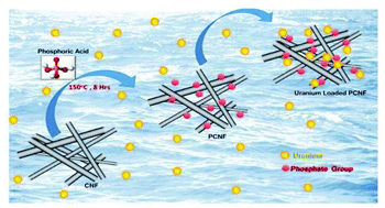 Graphical abstract: Prospective application of phosphorylated carbon nanofibers with a high adsorption capacity for the sequestration of uranium from ground water