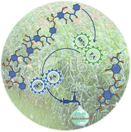 Graphical abstract: Structural properties and antioxidation activities of lignins isolated from sequential two-step formosolv fractionation