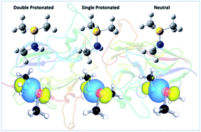 Graphical abstract: Computational insights into the formation and nature of the sulfilimine bond in collagen-IV