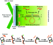 Graphical abstract: Single-molecule study of the effects of temperature, pH, and RNA base on the stepwise enzyme kinetics of 10–23 deoxyribozyme