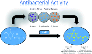 Graphical abstract: Natural-product-inspired design and synthesis of thiolated coenzyme Q analogs as promising agents against Gram-positive bacterial strains: insights into structure–activity relationship, activity profile, mode of action, and molecular docking