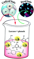 Graphical abstract: Thermostable bacterial laccase for sustainable dyeing using plant phenols