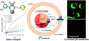 Graphical abstract: Synthesis and mechanism of biological action of morpholinyl-bearing arylsquaramides as small-molecule lysosomal pH modulators