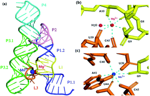 Graphical abstract: Dynamics of metal binding and mutation in yybP–ykoY riboswitch of Lactococcus lactis