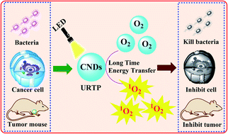 Graphical abstract: Preparation and photodynamic antibacterial/anticancer effects of ultralong-lifetime room-temperature phosphorescent N-doped carbon dots