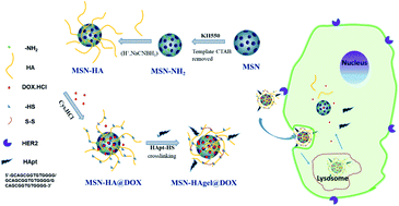 Graphical abstract: Construction of pH/reduction dual responsive MSN-HAgel containing HApt for tumor targeting carriers