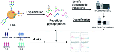 Graphical abstract: Quantitative glycoproteomics of high-density lipoproteins
