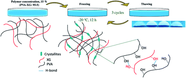 Graphical abstract: Cross-linked polyvinyl alcohol-xanthan gum hydrogel fabricated by freeze/thaw technique for potential application in soft tissue engineering