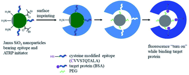 Graphical abstract: Controlled synthesis of open-mouthed epitope-imprinted polymer nanocapsules with a PEGylated nanocore and their application for fluorescence detection of target protein