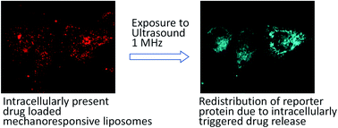 Graphical abstract: A mechanoresponsive nano-sized carrier achieves intracellular release of drug on external ultrasound stimulus