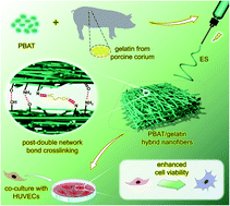 Graphical abstract: PBAT/gelatin hybrid nanofibers based on post-double network bond processing as a promising vascular substitute