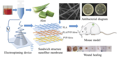 Graphical abstract: Sandwich structure Aloin-PVP/Aloin-PVP-PLA/PLA as a wound dressing to accelerate wound healing