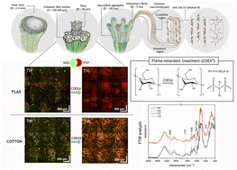 Graphical abstract: Nonlinear imaging and vibrational spectroscopic analysis of cellulosic fibres treated with COEX® flame-retardant for tapestry preservation