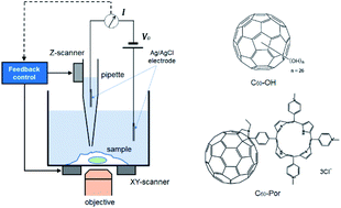 Graphical abstract: Effect of water-soluble fullerenes on macrophage surface ultrastructure revealed by scanning ion conductance microscopy