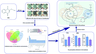 Graphical abstract: 2-Methoxy-1,4-naphthoquinone regulated molecular alternation of Fusarium proliferatum revealed by high-dimensional biological data