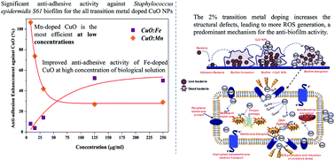 Graphical abstract: Non-doped and transition metal-doped CuO nano-powders: structure-physical properties and anti-adhesion activity relationship