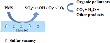 Graphical abstract: Sulfur vacancies on MoS2 enhanced the activation of peroxymonosulfate through the co-existence of radical and non-radical pathways to degrade organic pollutants in wastewater