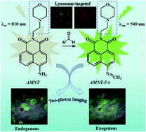 Graphical abstract: A two-photon lysosome-targeted probe for endogenous formaldehyde in living cells