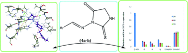 Graphical abstract: Appraisal of novel azomethine–thioxoimidazolidinone conjugates as ecto-5′-nucleotidase inhibitors: synthesis and molecular docking studies