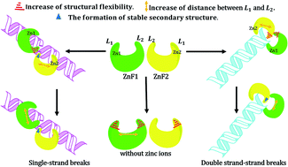 Graphical abstract: Deciphering the functional mechanism of zinc ions of PARP1 binding with single strand breaks and double strand breaks