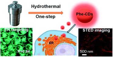 Graphical abstract: One-step synthesized amphiphilic carbon dots for the super-resolution imaging of endoplasmic reticulum in live cells