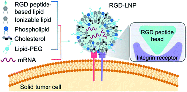 Graphical abstract: RGD peptide-based lipids for targeted mRNA delivery and gene editing applications
