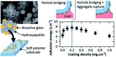 Graphical abstract: Coatings of hydroxyapatite–bioactive glass microparticles for adhesion to biological tissues