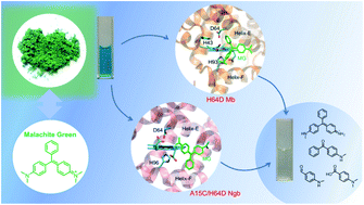 Graphical abstract: Engineering globins for efficient biodegradation of malachite green: two case studies of myoglobin and neuroglobin