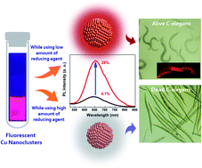 Graphical abstract: Engineering colloidally stable, highly fluorescent and nontoxic Cu nanoclusters via reaction parameter optimization