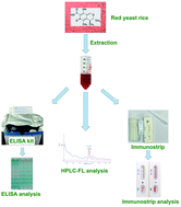 Graphical abstract: Pilot production of a sensitive ELISA kit and an immunochromatographic strip for rapid detecting citrinin in fermented rice