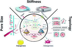 Graphical abstract: Adipogenesis or osteogenesis: destiny decision made by mechanical properties of biomaterials