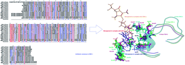 Graphical abstract: Mutations responsible for the carbapenemase activity of SME-1