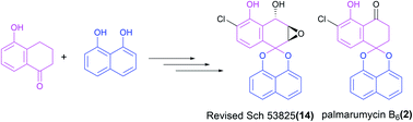 Graphical abstract: Total synthesis, structure revision and cytotoxic activity of Sch 53825 and its derivatives