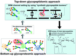 Graphical abstract: Selective reaction monitoring approach using structure-defined synthetic glycopeptides for validating glycopeptide biomarkers pre-determined by bottom-up glycoproteomics