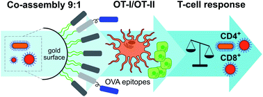 Graphical abstract: Gold nanoparticles decorated with ovalbumin-derived epitopes: effect of shape and size on T-cell immune responses