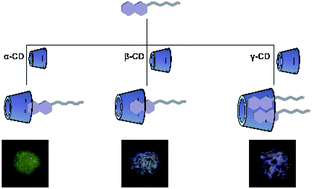 Graphical abstract: Binding model-tuned room-temperature phosphorescence of the bromo-naphthol derivatives based on cyclodextrins