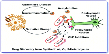 Graphical abstract: Inhibitory potential of nitrogen, oxygen and sulfur containing heterocyclic scaffolds against acetylcholinesterase and butyrylcholinesterase