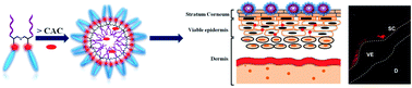 Graphical abstract: Fabrication of hydrolase responsive diglycerol based Gemini amphiphiles for dermal drug delivery applications