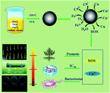 Graphical abstract: Antibacterial and plant growth-promoting properties of novel Fe3O4/Cu/CuO magnetic nanoparticles