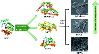 Graphical abstract: Anti-amyloidogenic property of gold nanoparticle decorated quercetin polymer nanorods in pH and temperature induced aggregation of lysozyme