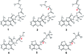 Graphical abstract: Gerberdriasins A–F, six undescribed coumarin derivatives from Gerbera anandria (Linn) Sch-Bip and their protective effects on scopolamine-induced injury in PC12 cells