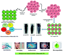 Graphical abstract: Green synthesis of biocompatible core–shell (Au–Ag) and hybrid (Au–ZnO and Ag–ZnO) bimetallic nanoparticles and evaluation of their potential antibacterial, antidiabetic, antiglycation and anticancer activities